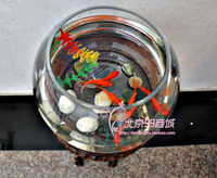 【35球】玻璃透明水培缸/鱼缸/花瓶/花鱼共养/植物/圆球大型缸