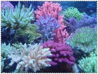 珊瑚，白天珊瑚，居家装饰，幼儿学习自然教具