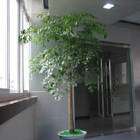 室内摆放绿植 观赏价值比较高的 盆栽花卉 幸福树 净化空气植物