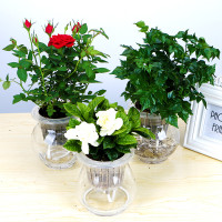 水培植物花卉绿植盆栽月季玫瑰花室内办公桌面吸甲醛净化空气红掌