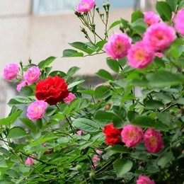 多花蔷薇花苗5年 爬藤植物花卉绿植盆栽庭院阳台攀援四季观花玫瑰