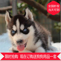 出售纯种三把火双蓝眼哈士奇活体西伯利亚雪橇犬中型家养宠物狗狗