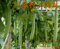 食用蔬菜种子 丝瓜种子 长肉丝瓜种子 阳台庭院种菜 爬藤蔬菜种子