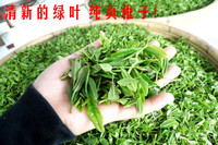 诸城桃林绿茶 纯天然有机绿茶散装50克