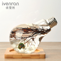 ivenran微景观海藻球玻璃生态瓶灯泡创意DIY办公室摆件生日礼物