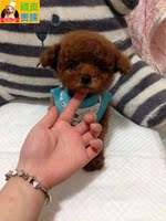 《顽皮贵族》微小泰迪熊犬幼犬  韩国进口 纯种泰迪犬 支付宝交易