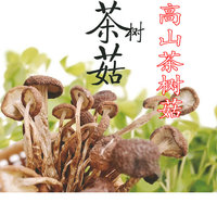 精选古田乡下 农家自种 特级 未开伞茶树菇  又名冰菇苞250g