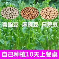 豌豆种子 芽苗菜纸上种菜无土栽培四季专用蔬菜种子小豌豆苗种子