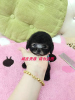 韩国纯种银灰色泰迪贵宾宠物狗狗活体茶杯幼犬出售