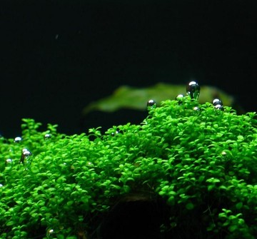 水下迷你矮迷你矮珍珠 水草9.9包邮免运费吐泡泡的前景草水草