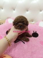 韩国纯种红色泰迪茶杯犬贵宾宠物狗狗幼犬活体出售