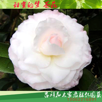 精选甜蜜的梦 室内花卉阳台绿植盆栽永福对版品种茶花网特价包邮