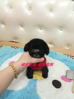 韩国进口灰色泰迪纯种茶杯犬宠物狗狗幼犬活体出售