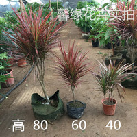 【天天特价】七彩铁五彩千年木盆栽 三色龙血树红竹观叶植物