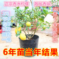 柠檬树苗盆栽 果树苗室内庭院地栽四季结果香水柠檬 树形好产量高