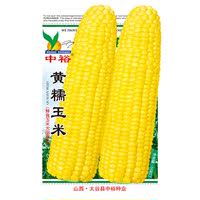 中裕黄糯玉米种子 四季玉米种子 超甜玉米种高产满15元包邮